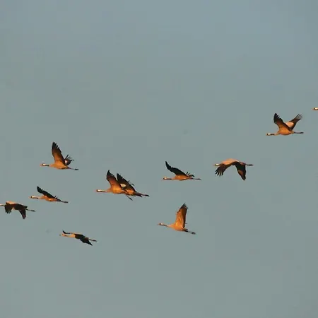 Sonnenschein 青斯特